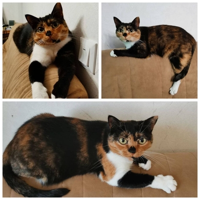 Пропала кошка Ёлка 