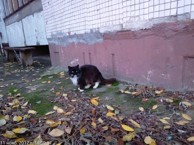 Красивая кошка СРОЧНО нуждается в доме!, фото 2