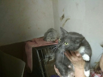 СРОЧНО!!! Новые кошки в САХЕ!!!