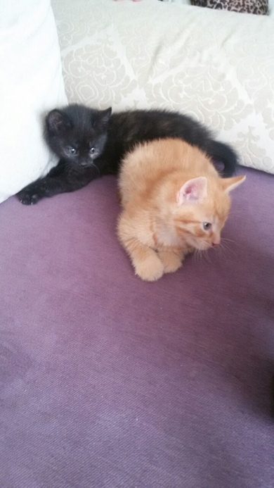 Котята в добрые руки!