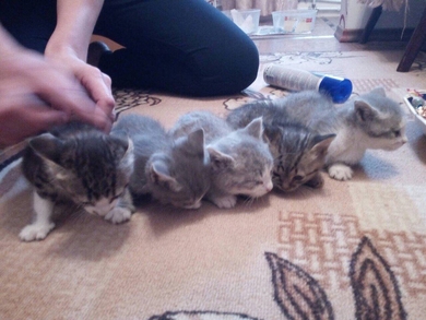 Котята,  1 месяц., фото 2