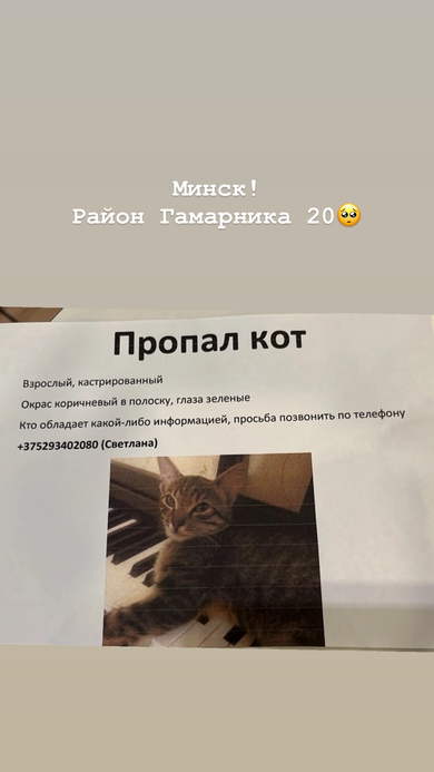 Пропал кот