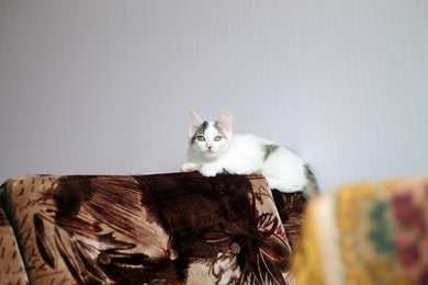Котёнок в дар, фото 2