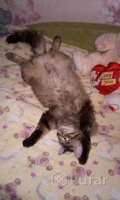 Отдам в хорошие и ответственные руки шикарного кота - подростка., фото 2