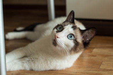 Кошечка Милка, фото 3