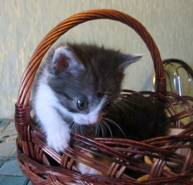 Отдам пушистых котят., фото 3
