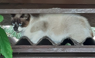 Прибилась кошка