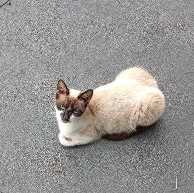 Прибилась кошка, фото 2