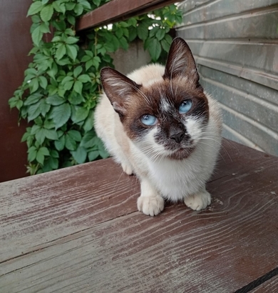Прибилась кошка, фото 3