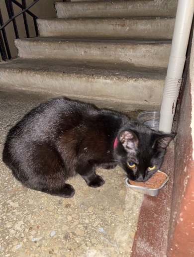 Замечен котенок