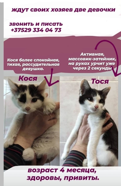 Котята в дар