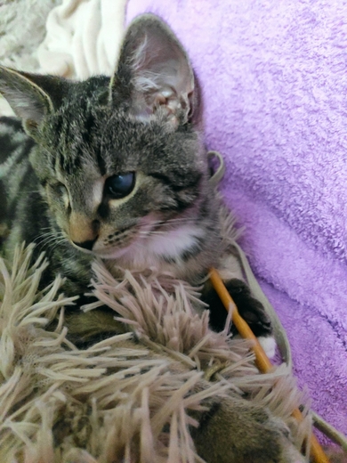 Котенок в дар, кот Айс! Забери меня домой!!!! Минск и не только!