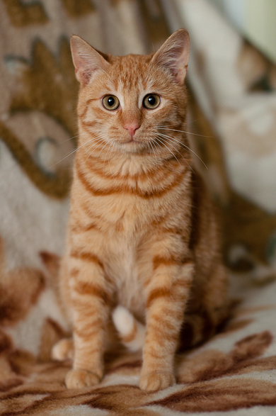 ВЕРСУС котенок в дар, фото 2