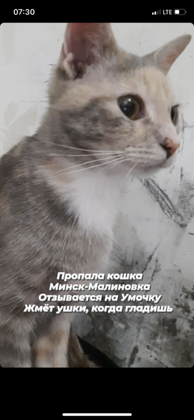 Внимание! Пропали коты! Выкинула из окна девушка, у которой психические отклонения, во время нашего отсутствия!, фото 2