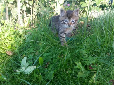 Потешный котёнок ищет дом!