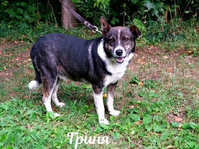 Гриня снова ищет дом!, фото 3