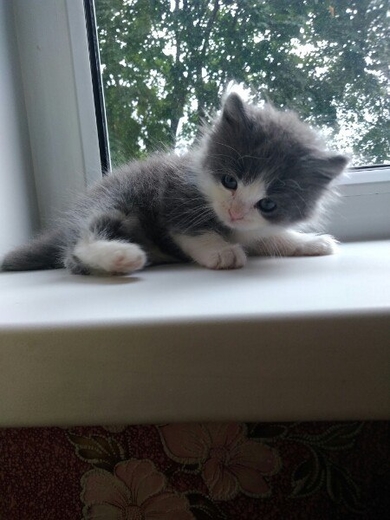 Крошка котёнок ищет дом!!!, фото 2