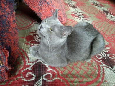 найден кот похож на породу русский голубой