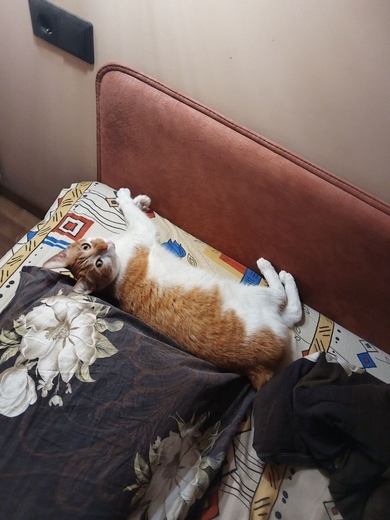 Соня