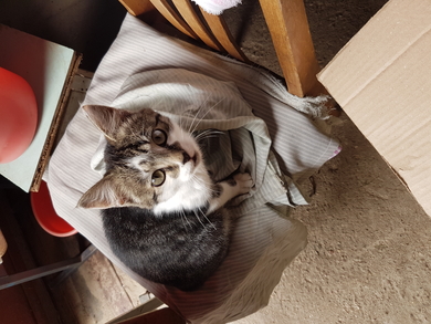 Котенок,кот