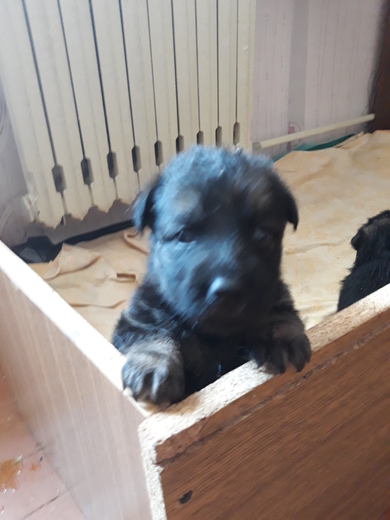Продам щенков немецкой овчарки, фото 4