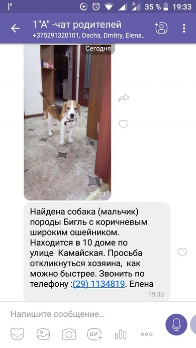 Найден бигль, разыскивается хозяин!