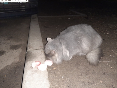 Найден кот на Пушкинской