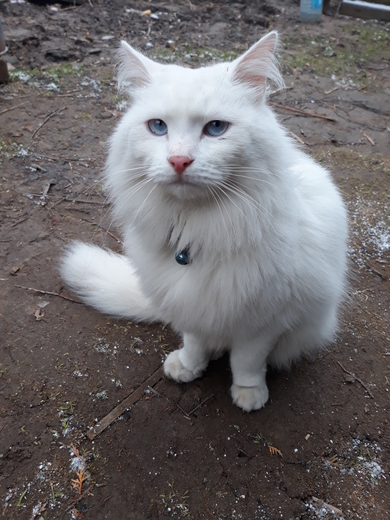 найден молодой кот-в районе Обл.больницы -дер.Городщина., фото 2