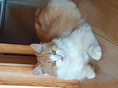 Найден пушистый бело-рыжий кот