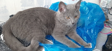 Найден котенок подросток, фото 2