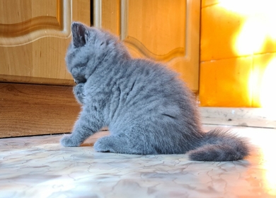 шотландские клубные котята, фото 3
