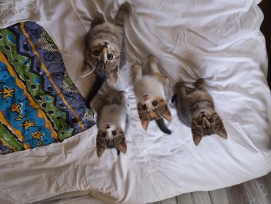 Котята в дар