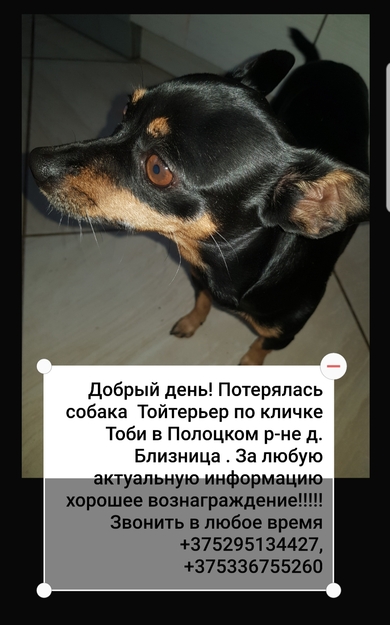 Потерялась собака 