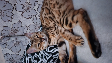 Найдена кошка , бенгал. 9 лет