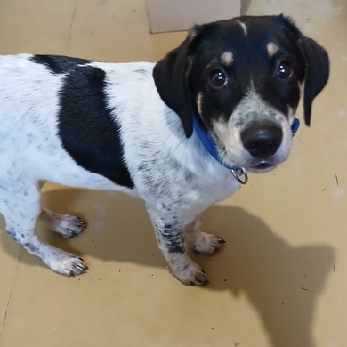 Найден щенок в Музее валунов Уручье  2