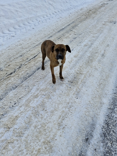 Собака девочка, фото 2