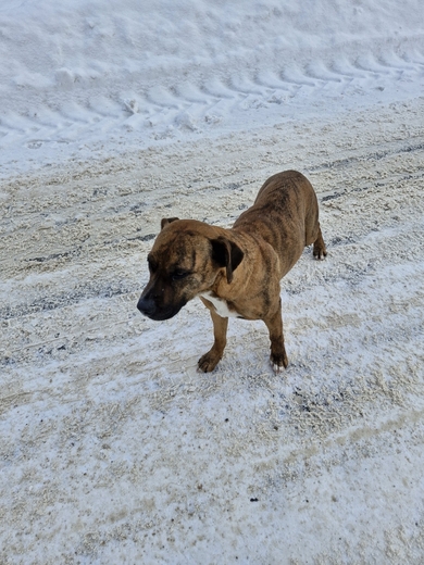 Собака девочка