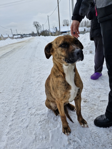 Собака девочка, фото 3