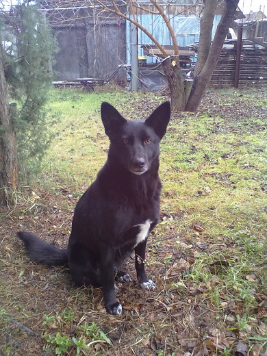 Найдена собака (сука) черного окраса в Добрушком районе.