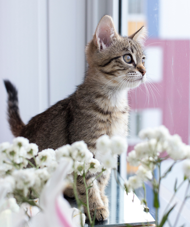 Кошечка 2 месяца, фото 2