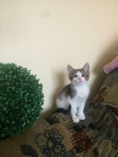 Котенок в дар, фото 2