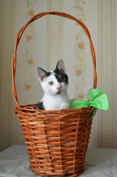 Милый котик Сашка ищет хозяина и того,с кем он может поиграть!