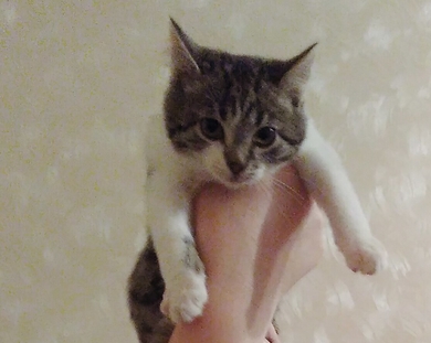 Очаровательные котятки ищут ДОМ или передержку!