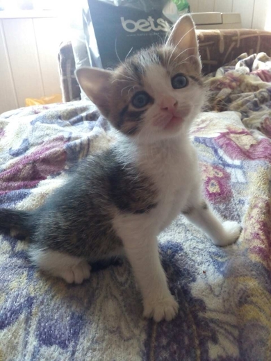 Котята в добрые руки, фото 3