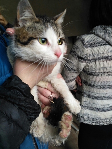 Котёнок в добрые руки!