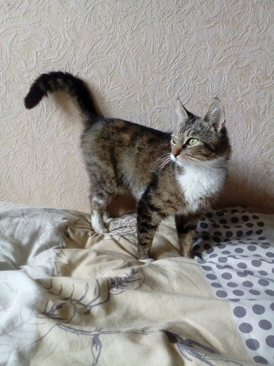 Аля хочет домой!, фото 2