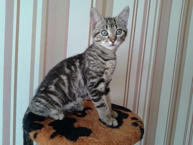 Отдаётся сухопутная коточерепашка, фото 3