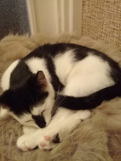 Хороший котёнок Морис., фото 4