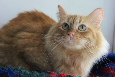 Котята и кошка в добрые руки, фото 2