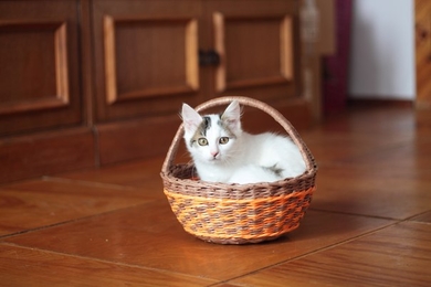 Котёнок в дар, фото 3